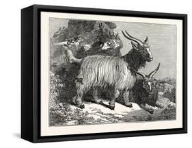 Kashmir Goats-null-Framed Stretched Canvas