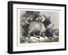 Kashmir Goats-null-Framed Giclee Print