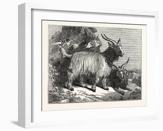 Kashmir Goats-null-Framed Giclee Print