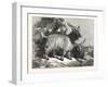 Kashmir Goats-null-Framed Giclee Print