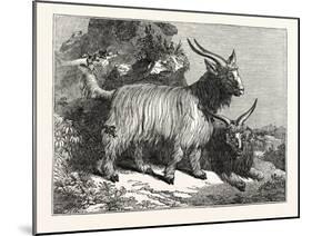 Kashmir Goats-null-Mounted Giclee Print