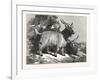 Kashmir Goats-null-Framed Giclee Print