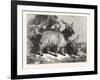 Kashmir Goats-null-Framed Giclee Print