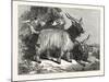 Kashmir Goats-null-Mounted Giclee Print