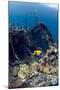 Kasi Maru Shipwreck And Fish-Georgette Douwma-Mounted Premium Photographic Print