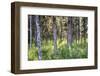 Kasilof River Forested Area-Savanah Stewart-Framed Photographic Print