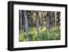 Kasilof River Forested Area-Savanah Stewart-Framed Photographic Print