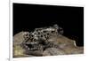 Kassina Maculata (Red-Legged Running Frog)-Paul Starosta-Framed Photographic Print