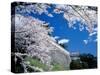 Kasumiga-Jo Castle and Cherry Blossoms-null-Stretched Canvas