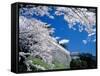 Kasumiga-Jo Castle and Cherry Blossoms-null-Framed Stretched Canvas