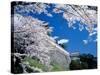 Kasumiga-Jo Castle and Cherry Blossoms-null-Stretched Canvas