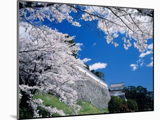 Kasumiga-Jo Castle and Cherry Blossoms-null-Mounted Photographic Print