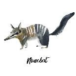 Australian Animals Watercolor Illustration Hand Drawn Wildlife Isolated on a White Background. Bilb-Kat_Branch-Art Print