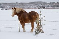 A Horse by a Fence-kat72-Photographic Print