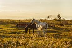 Two Horses at Sunset-kat72-Photographic Print