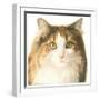 Kat908-Francien Van Westering-Framed Giclee Print