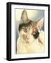 Kat946_CMYK-Francien Van Westering-Framed Giclee Print