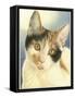 Kat946_CMYK-Francien Van Westering-Framed Stretched Canvas