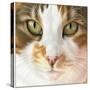 Kat953-Francien Van Westering-Stretched Canvas