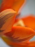 Opened Orange Tulip-Katano Nicole-Framed Photo