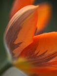 Opened Orange Tulip-Katano Nicole-Photo