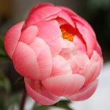 Peony-Katano Nicole-Photo