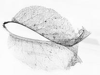 The Old Leaf-Katarina Holmström-Framed Stretched Canvas