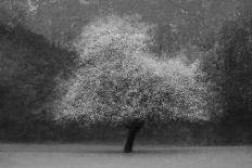 A tree-Katarina Holmstrom-Photographic Print