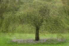 A tree-Katarina Holmstrom-Photographic Print