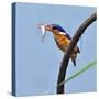 Katavi National Park, A Malachite Kingfisher with a Small Fish Caught in the Katuma River, Tanzania-Nigel Pavitt-Stretched Canvas