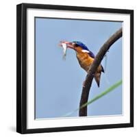 Katavi National Park, A Malachite Kingfisher with a Small Fish Caught in the Katuma River, Tanzania-Nigel Pavitt-Framed Photographic Print