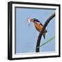 Katavi National Park, A Malachite Kingfisher with a Small Fish Caught in the Katuma River, Tanzania-Nigel Pavitt-Framed Photographic Print