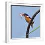 Katavi National Park, A Malachite Kingfisher with a Small Fish Caught in the Katuma River, Tanzania-Nigel Pavitt-Framed Photographic Print