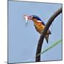 Katavi National Park, A Malachite Kingfisher with a Small Fish Caught in the Katuma River, Tanzania-Nigel Pavitt-Mounted Photographic Print