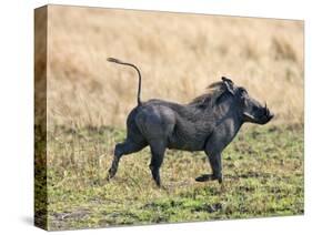 Katavi National Park, A Warthog Runs with its Tail in the Air, Tanzania-Nigel Pavitt-Stretched Canvas