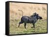 Katavi National Park, A Warthog Runs with its Tail in the Air, Tanzania-Nigel Pavitt-Framed Stretched Canvas