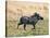 Katavi National Park, A Warthog Runs with its Tail in the Air, Tanzania-Nigel Pavitt-Stretched Canvas