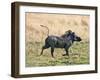 Katavi National Park, A Warthog Runs with its Tail in the Air, Tanzania-Nigel Pavitt-Framed Premium Photographic Print