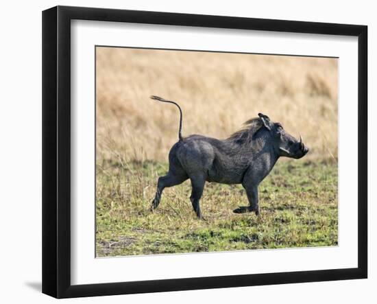 Katavi National Park, A Warthog Runs with its Tail in the Air, Tanzania-Nigel Pavitt-Framed Premium Photographic Print