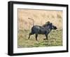 Katavi National Park, A Warthog Runs with its Tail in the Air, Tanzania-Nigel Pavitt-Framed Premium Photographic Print