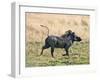 Katavi National Park, A Warthog Runs with its Tail in the Air, Tanzania-Nigel Pavitt-Framed Photographic Print