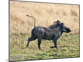 Katavi National Park, A Warthog Runs with its Tail in the Air, Tanzania-Nigel Pavitt-Mounted Photographic Print