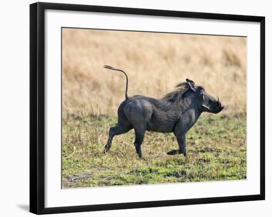 Katavi National Park, A Warthog Runs with its Tail in the Air, Tanzania-Nigel Pavitt-Framed Photographic Print