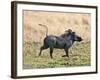 Katavi National Park, A Warthog Runs with its Tail in the Air, Tanzania-Nigel Pavitt-Framed Photographic Print