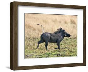 Katavi National Park, A Warthog Runs with its Tail in the Air, Tanzania-Nigel Pavitt-Framed Photographic Print