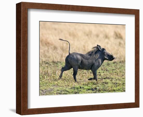 Katavi National Park, A Warthog Runs with its Tail in the Air, Tanzania-Nigel Pavitt-Framed Photographic Print