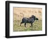 Katavi National Park, A Warthog Runs with its Tail in the Air, Tanzania-Nigel Pavitt-Framed Photographic Print