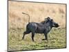 Katavi National Park, A Warthog Runs with its Tail in the Air, Tanzania-Nigel Pavitt-Mounted Photographic Print