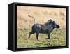 Katavi National Park, A Warthog Runs with its Tail in the Air, Tanzania-Nigel Pavitt-Framed Stretched Canvas