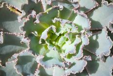 Close up of Beautiful Everegreen Echeveria Succulent.-Kate Babiy-Stretched Canvas